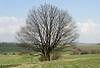 Pamtn strom solitern dub - Bruntl